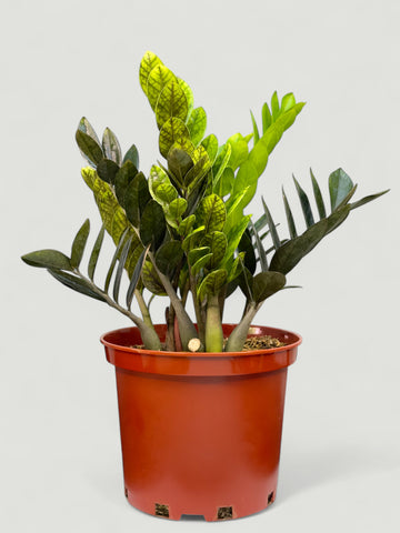 Zamia Negra