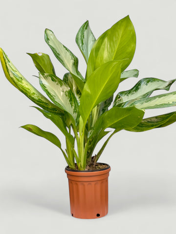 Aglaonema Silver Bay