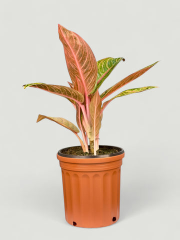 Aglaonema G