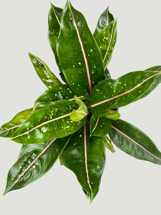 Aglaonema Red Vein