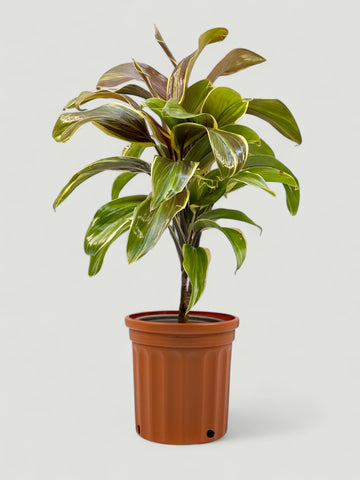 Cordyline fruticosa Chocolate Queen