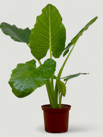 Alocasia