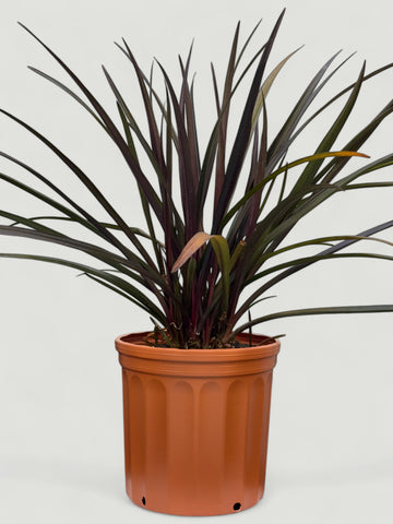 Lirio crinum enano