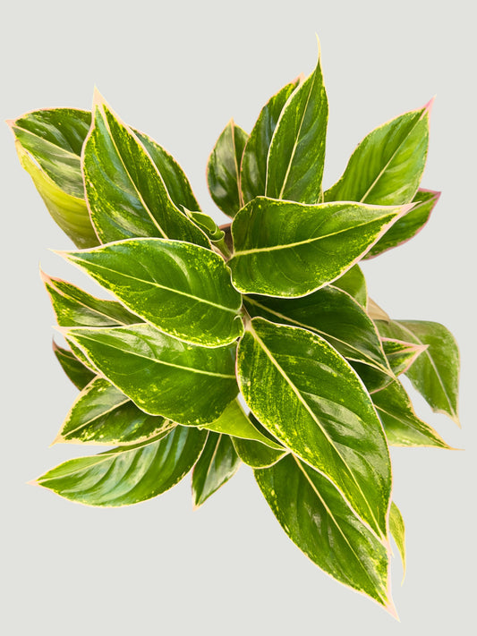 Aglaonema P