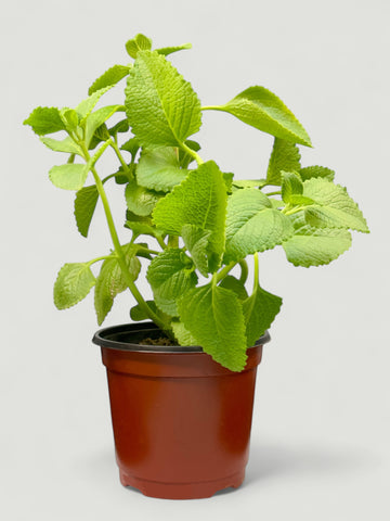 Oregano