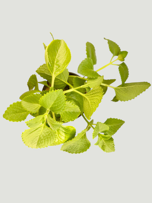 Oregano
