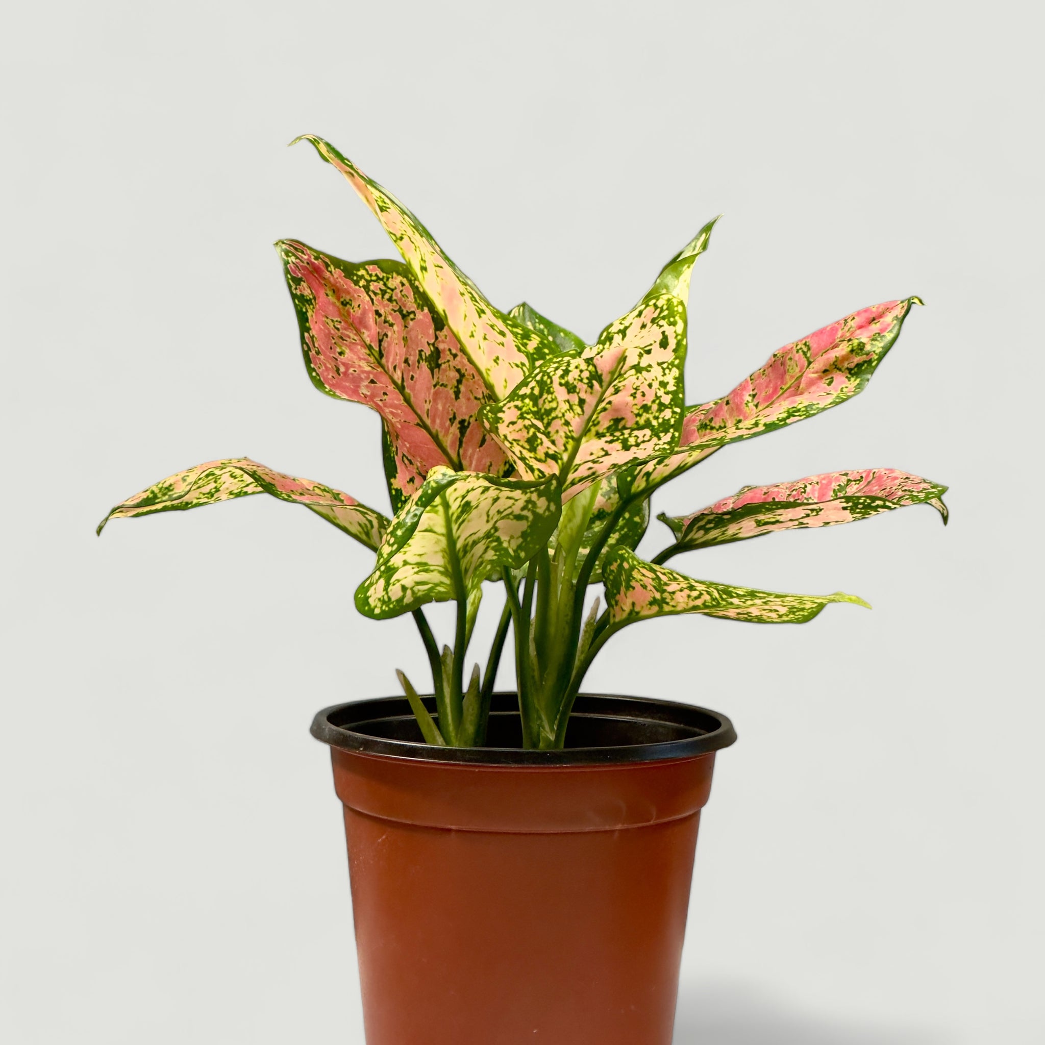 Aglaonema Red Valentine