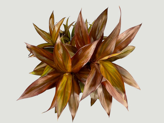 Cordyline Mauna Loa
