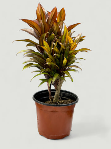 Cordyline Mauna Loa