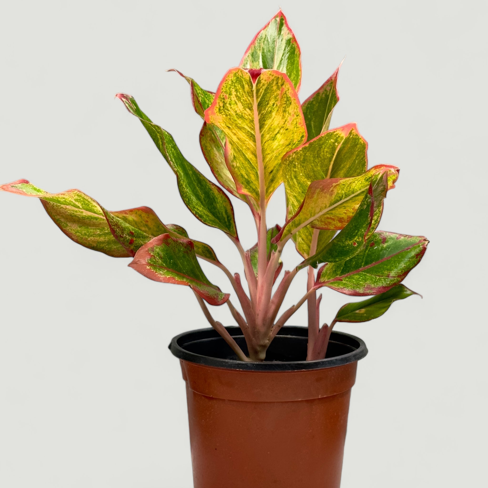 Aglaonema Siam Aurora