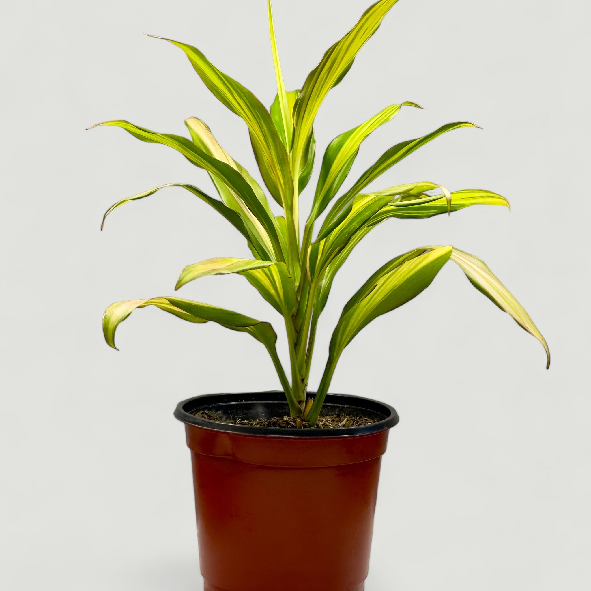 Dracaena Fragans Lemon Lime