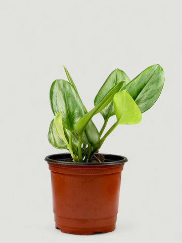 Peperomia Bebé Caucho