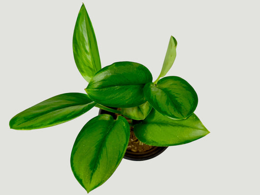Peperomia Bebé Caucho