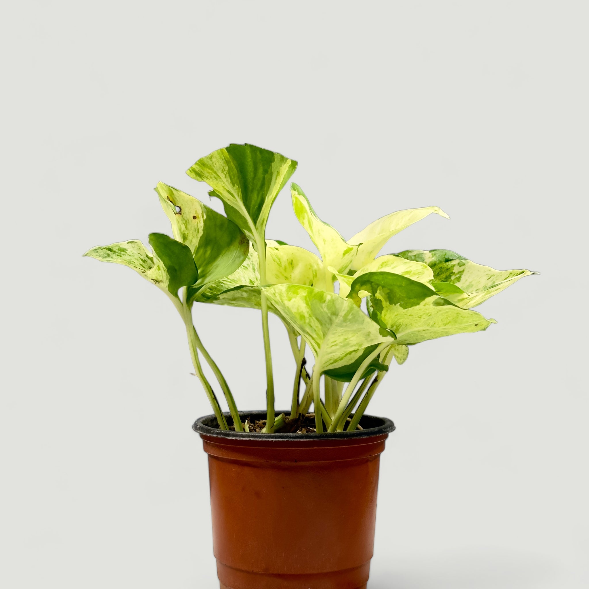 Potus Variegado