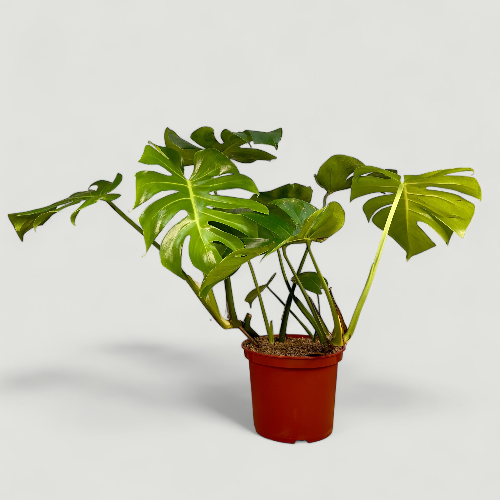 Monstera Deliciosa