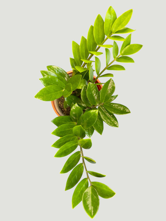Zamia