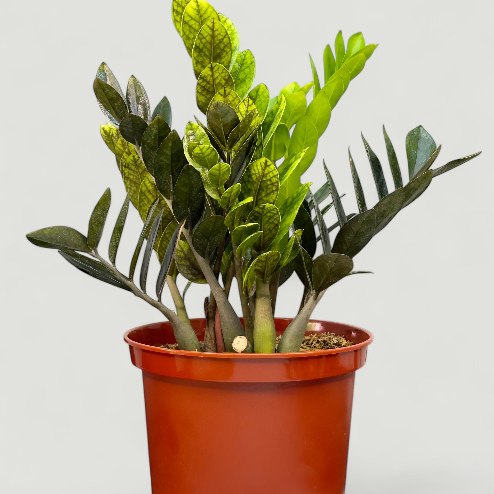 Zamia Negra