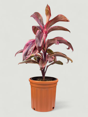 Cordyline fruticosa