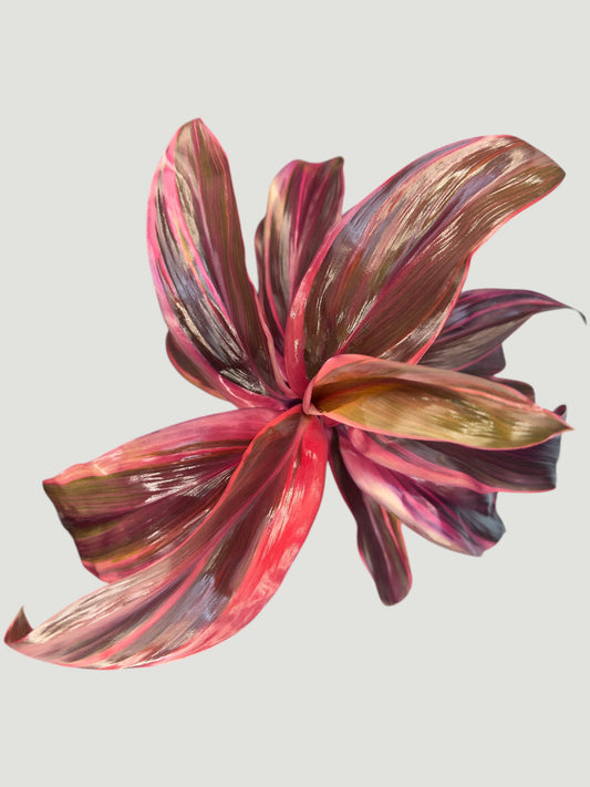 Cordyline fruticosa
