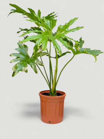Philodendron bipinnatifidum