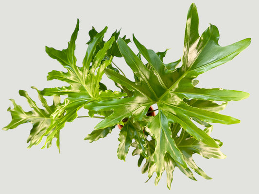 Philodendron bipinnatifidum