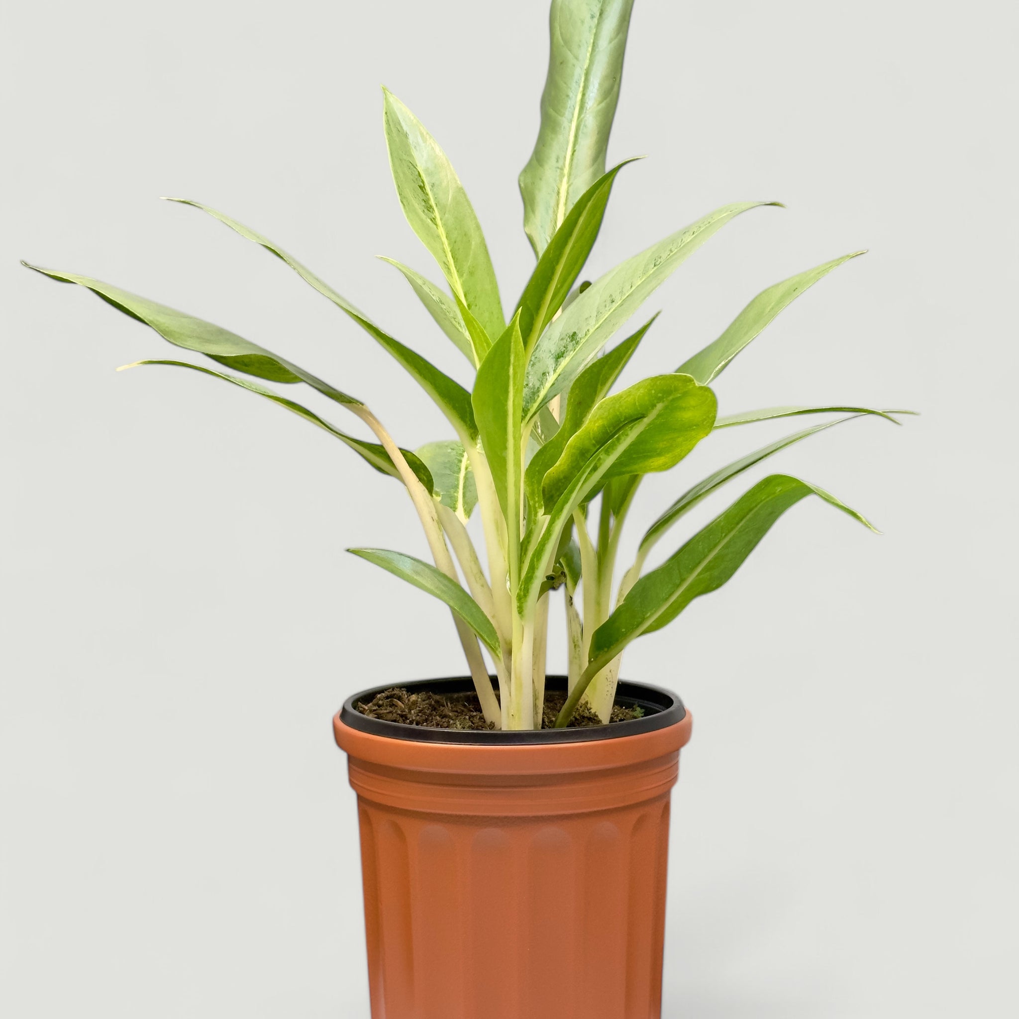 Aglaonema White Lance