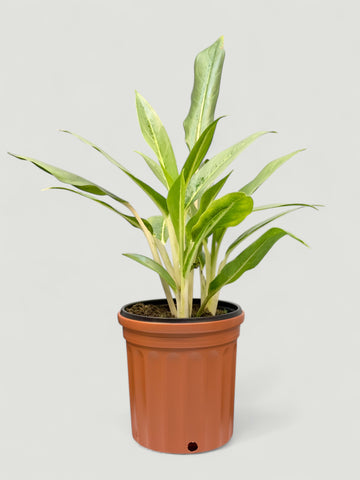 Aglaonema White Lance