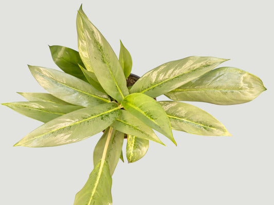 Aglaonema White Lance