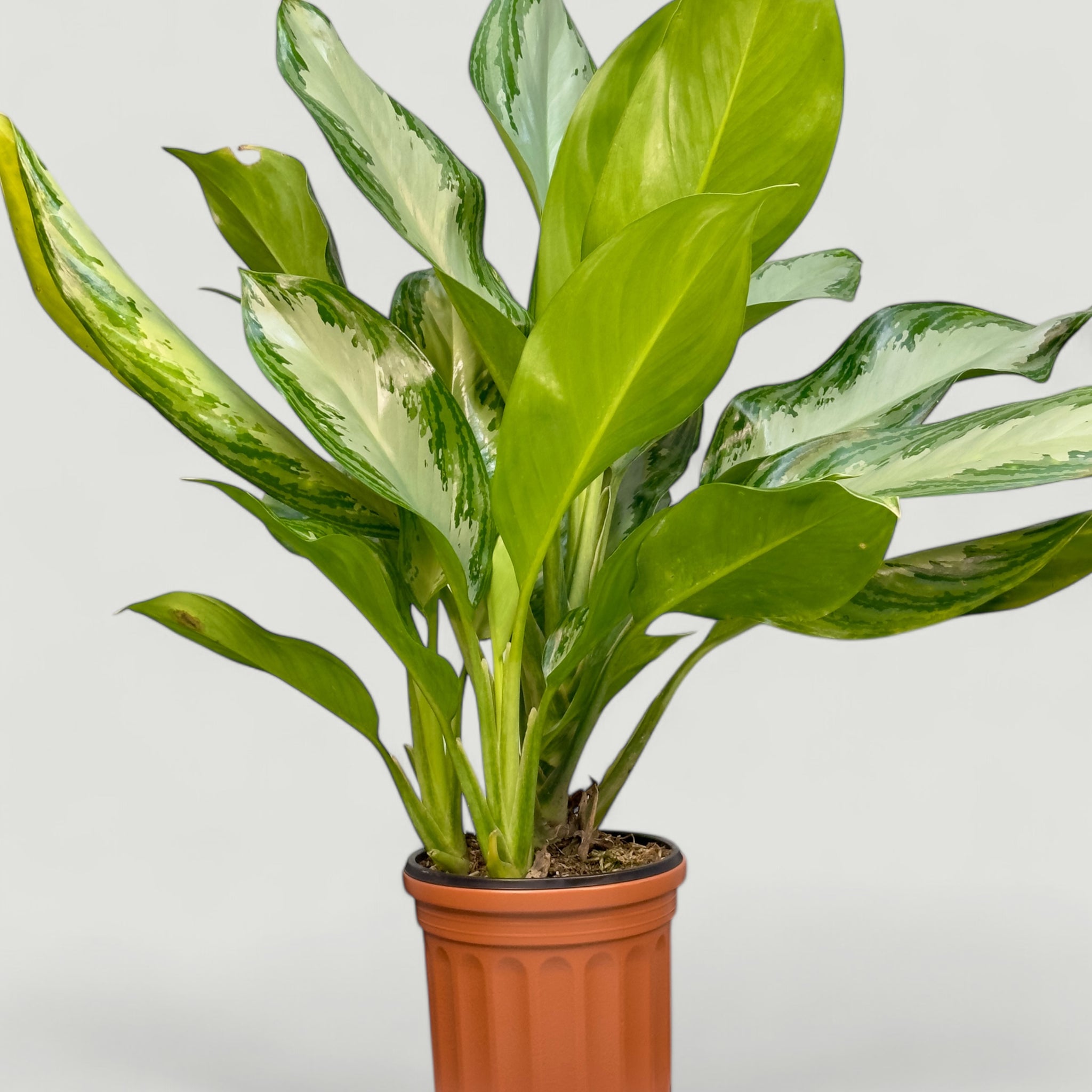 Aglaonema Silver Bay