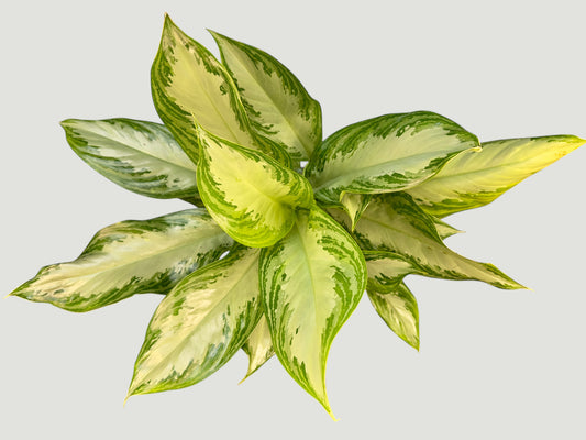 Aglaonema Silver Bay