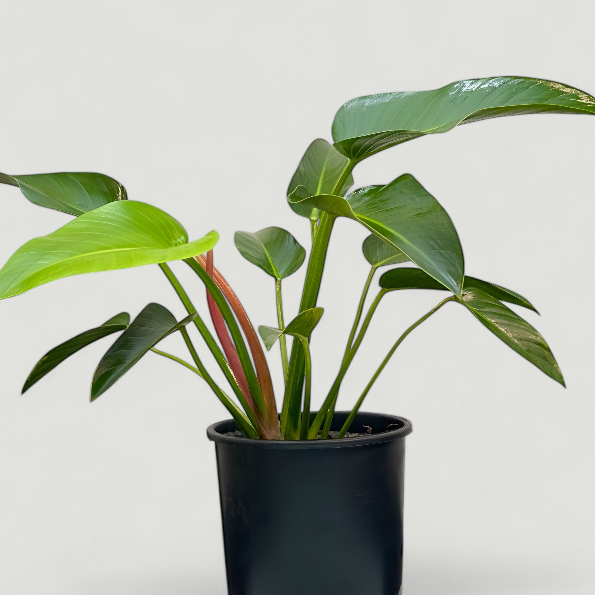Philodendron Rojo Congo