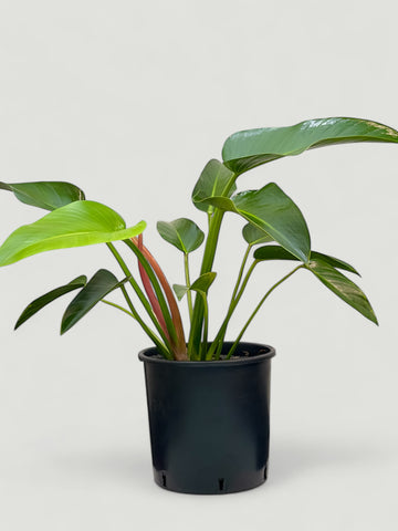 Philodendron Rojo Congo