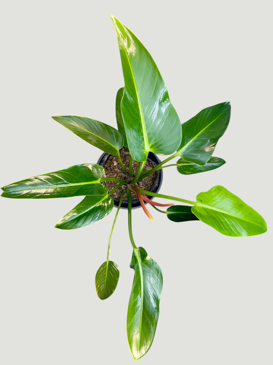 Philodendron Rojo Congo