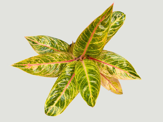 Aglaonema G