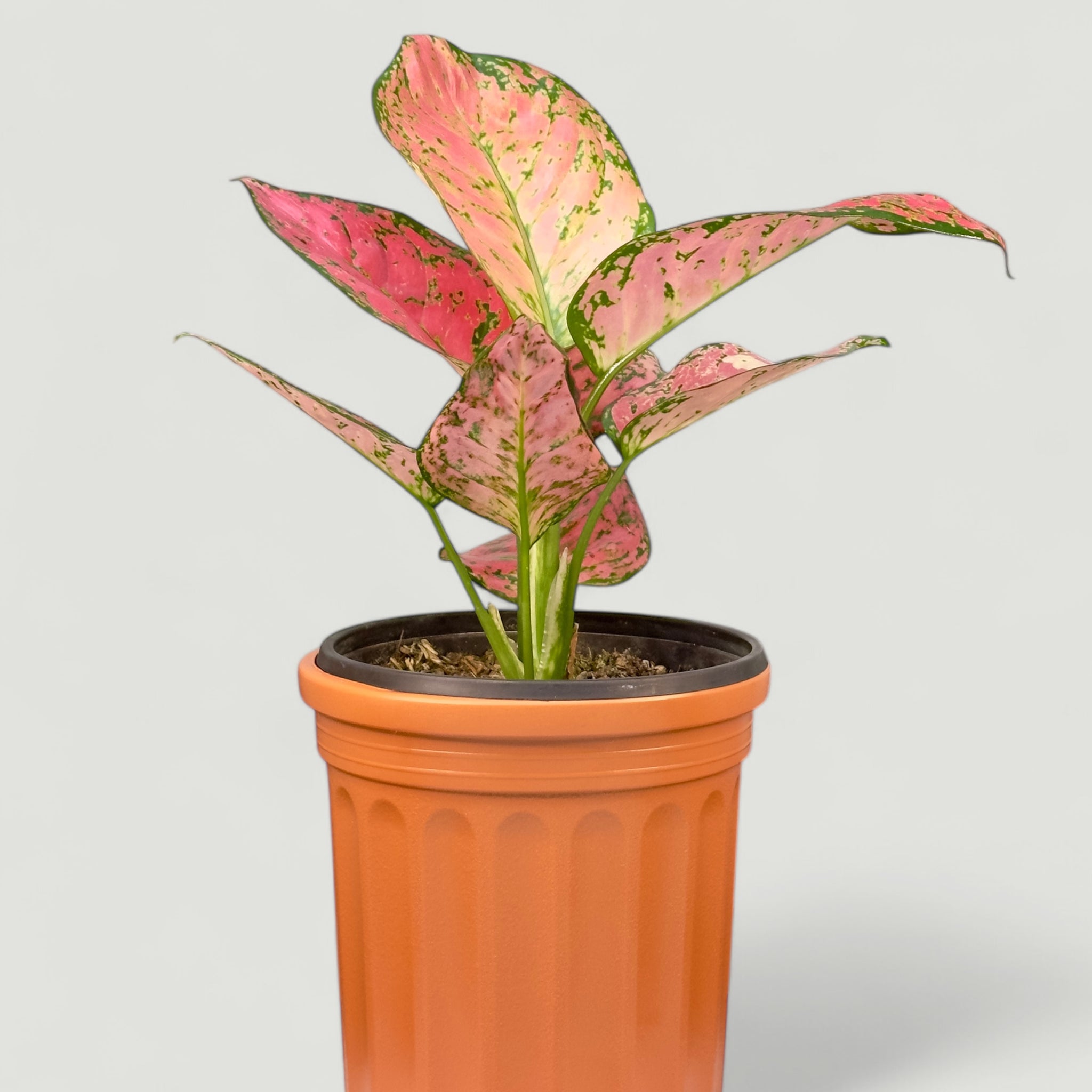 Aglaonema Red Anjamani