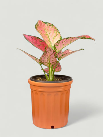 Aglaonema Red Anjamani