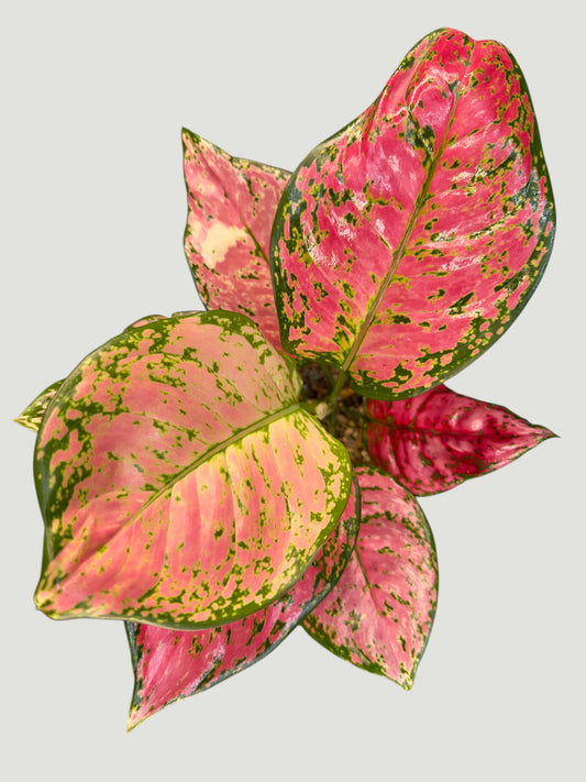 Aglaonema Red Anjamani