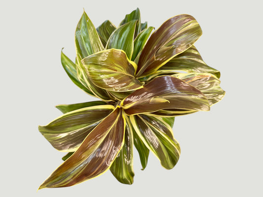 Cordyline fruticosa Chocolate Queen