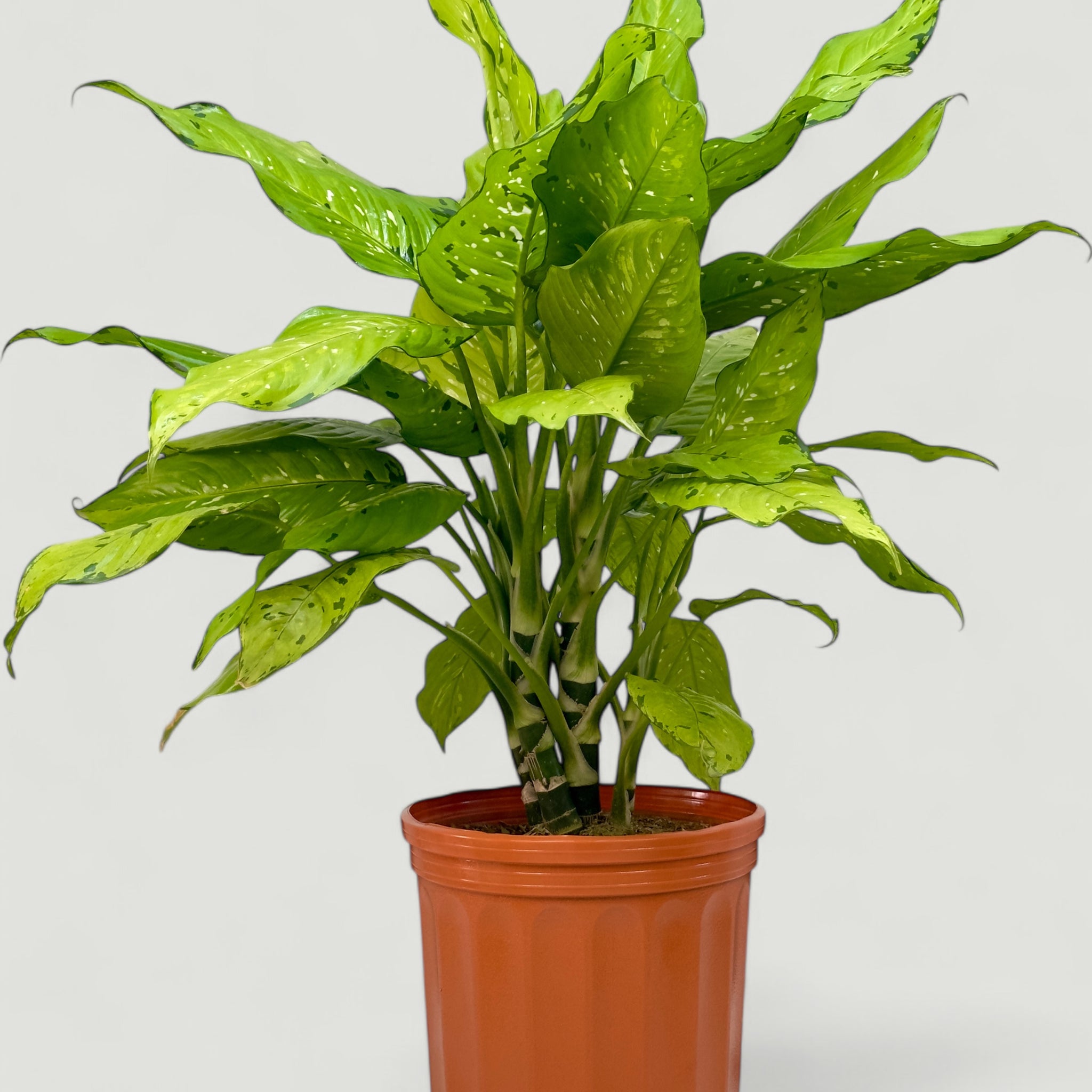 Dieffenbachia Seguine