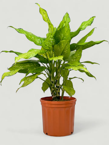 Dieffenbachia Seguine