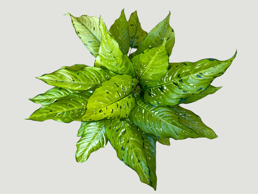 Dieffenbachia Seguine