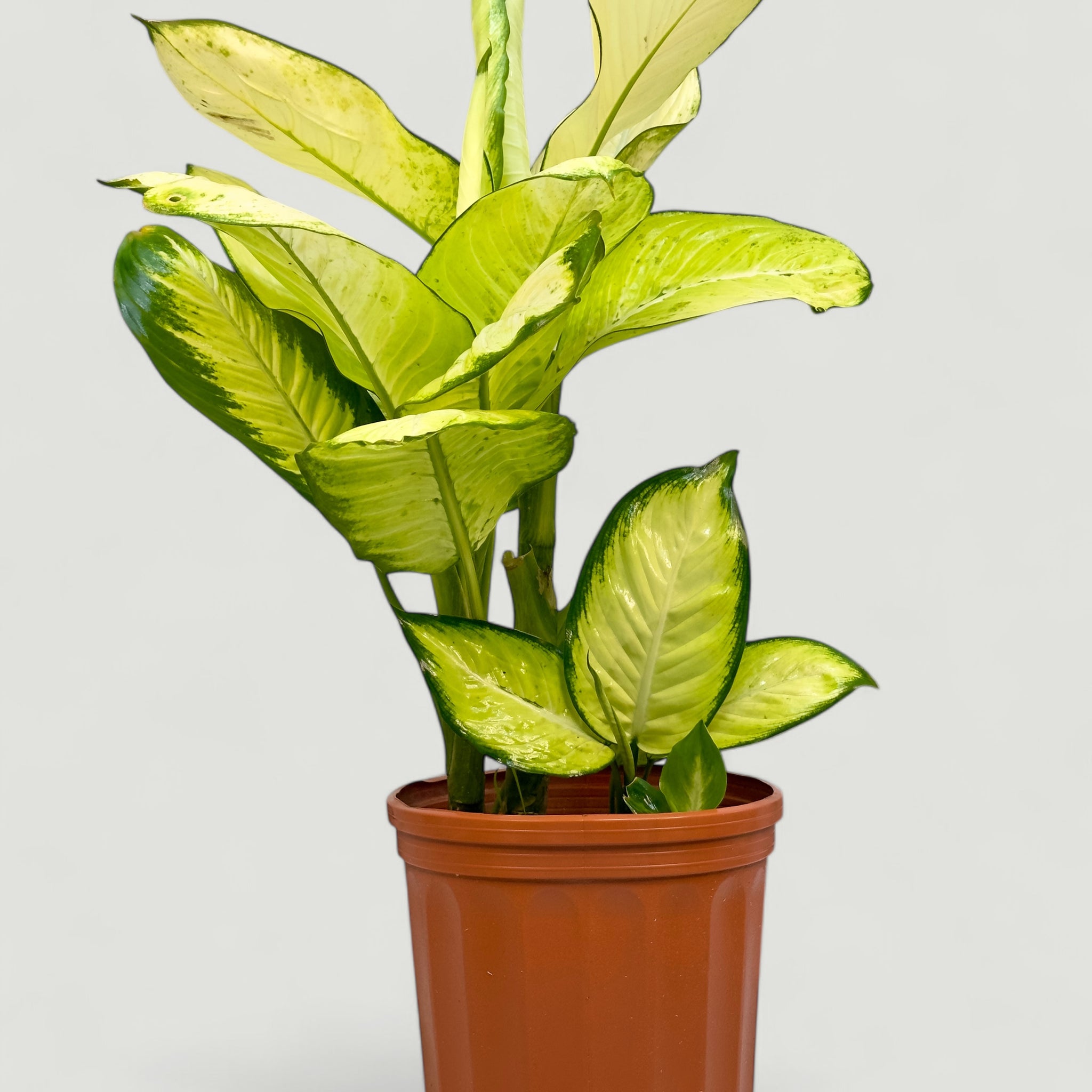 Dieffenbachia Camila