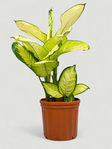 Dieffenbachia Camila