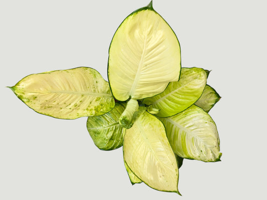 Dieffenbachia Camila