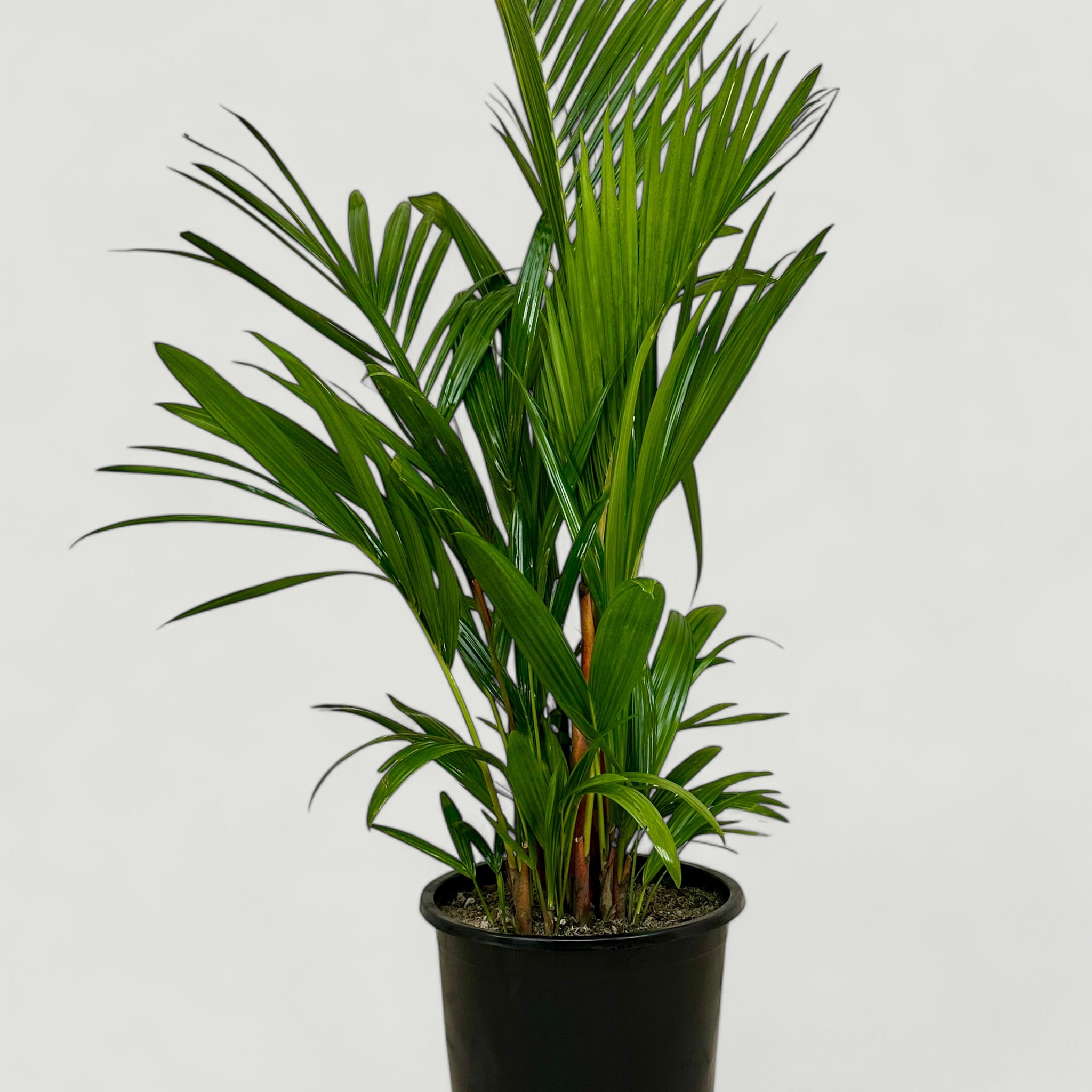 areca roja palma Palma Roja