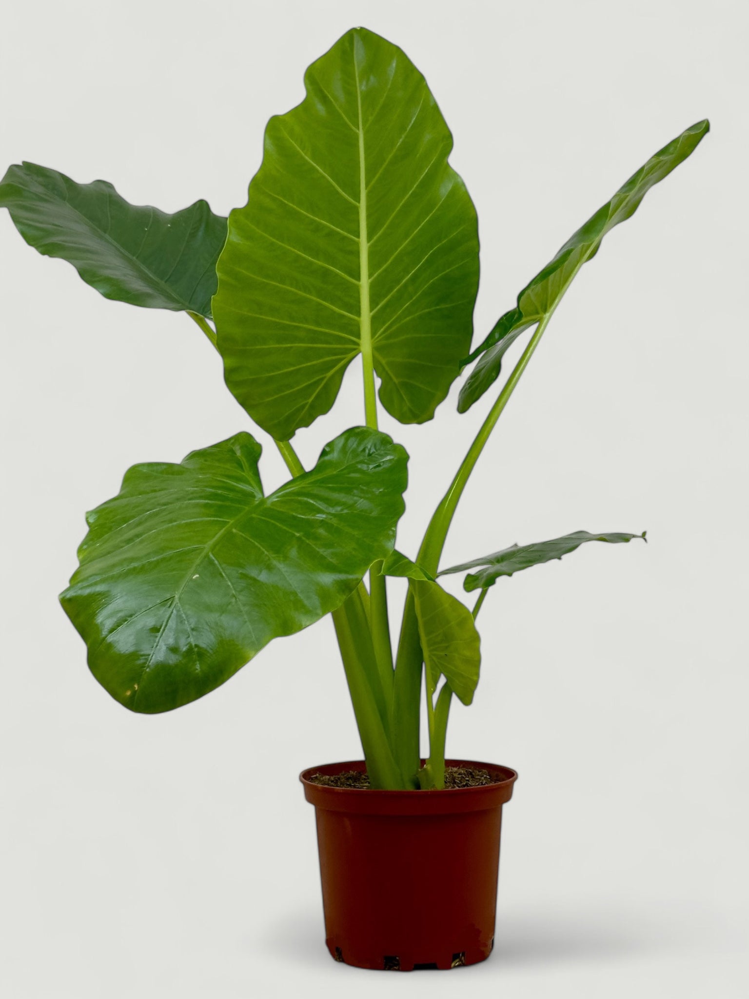 Alocasia