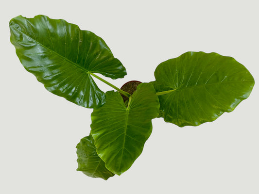 Alocasia