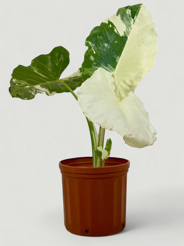 Alocasia Variegata