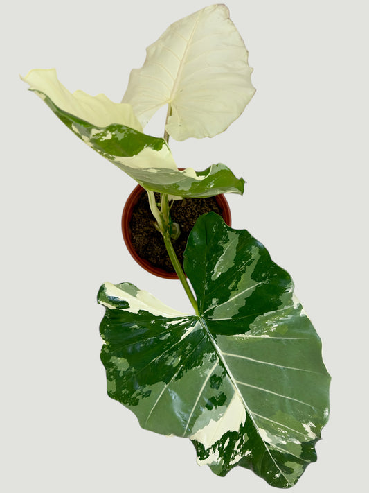 Alocasia Variegata