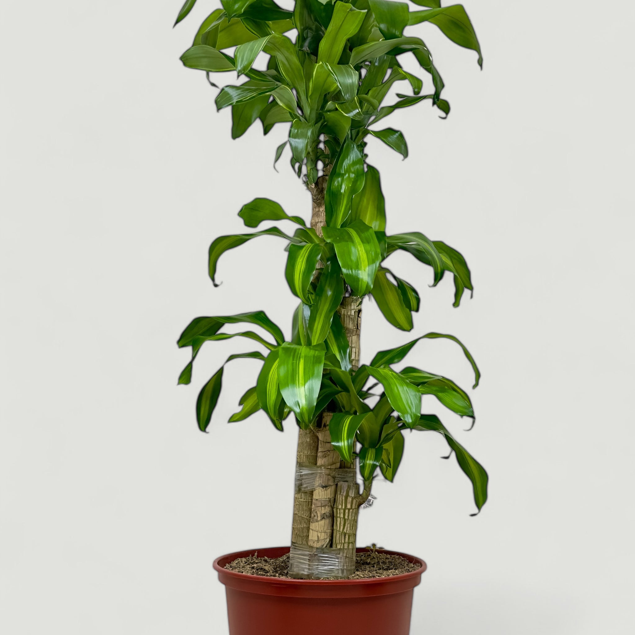 Dracaena